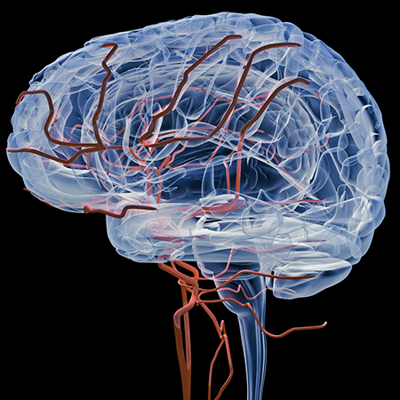 The brain’s vascular system